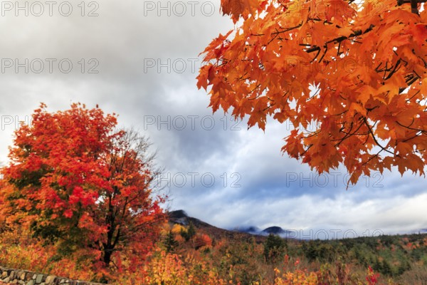 Bright orange-red autumn colours, maple tree (acer), autumn leaves, Indian summer, Sugar Hill viewing platform, Kancamagus Highway, White Mountain, New Hampshire, New England, USA