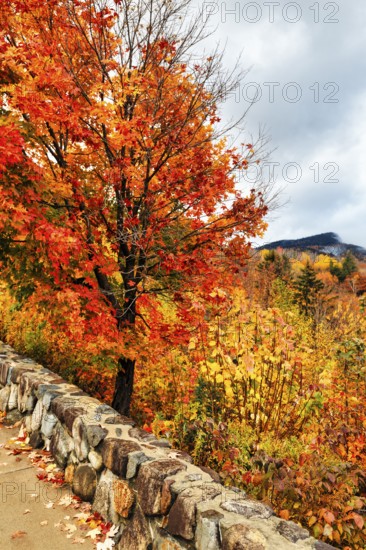 Bright orange-red autumn colours of a maple tree (acer), autumn leaves, Indian summer, Sugar Hill viewing platform, Kancamagus Highway, White Mountain, New Hampshire, New England, USA