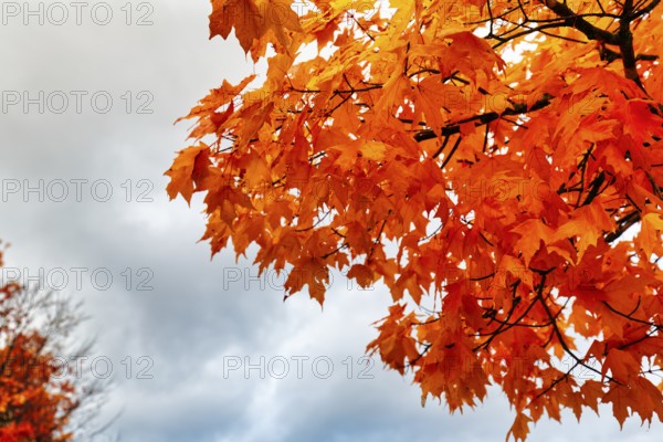 Bright orange-red autumn colours, maple tree (acer), detail, autumn leaves, Indian summer, Sugar Hill viewing platform, Kancamagus Highway, White Mountain, New Hampshire, New England, USA
