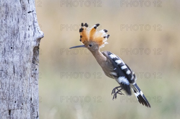Hoopoe (Upupa epopa) Hungary