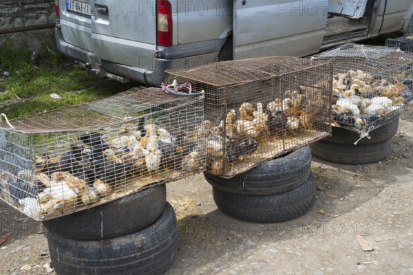 Three cages full of chicks and chickens on tires next to each other, Koda, Lower Kartli region, Georgia
