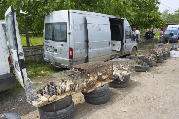 Van with open doors. Cages with chickens and chicks on tires in front of it, Koda, Lower Kartli region, Georgia