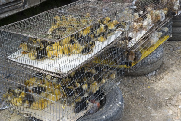 Several cages with yellow and dark chicks standing on tires, Koda, Lower Kartli region, Georgia