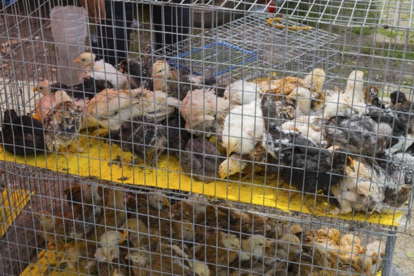 Many chickens and chicks packed together in a mesh cage, Koda, Lower Kartli region, Georgia