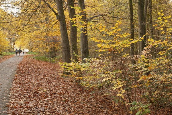 Autumn foliage, Stikelkamper Wald, Leer District, East Frisia, Lower Saxony, Germany