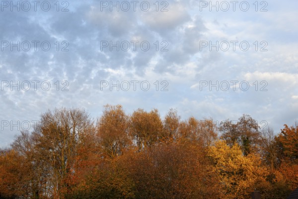 Autumn foliage, Moormerland, Leer District, East Frisia, Lower Saxony, Germany