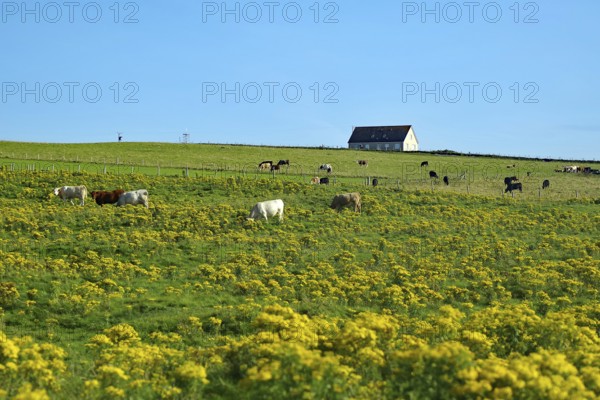 Pasture with grazing cattle and a secluded house in the background, Pierowall, Orkney Islands, Ornkeys, Scotland, Great Britain