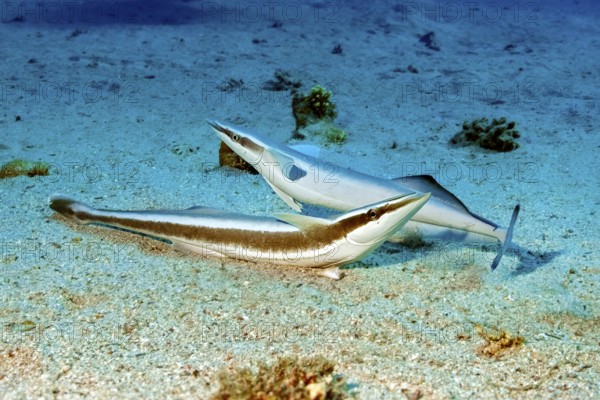 Underwater photo of two specimens Live sharksucker (Echeneis naucrates) lying on shallow not deep sandy seabed waiting for host, Red Sea, Egypt