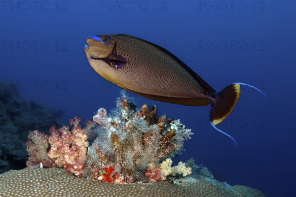 Masked Nose Surgeonfish (Naso vlamingii) Large-nosed Surgeonfish swimming over colourful coral block in coral reef, Pacific Ocean, Yap Island, Yap State, Caroline Islands, Federated States of Micronesia FSM, Australia, Oceania