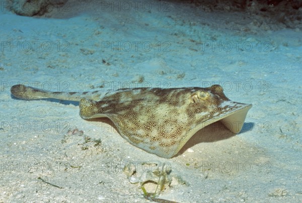 Underwater photo of yellow Jamaican stingray (Urobatis jamaicensis) Stingray, dangerous marine animal, Caribbean, Bahamas
