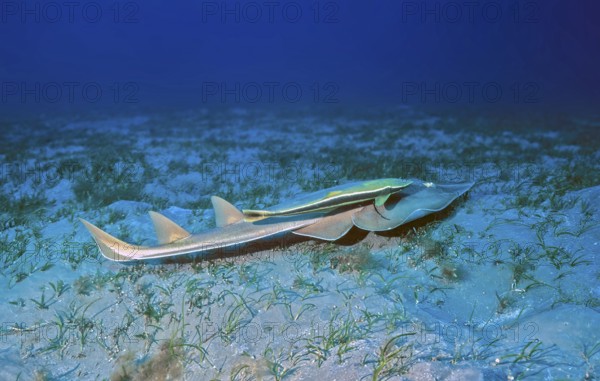 Underwater photo Halavi guitarfish (Glaucostegus halavi), synonym (Rhinobatos halavi) with two upright dorsal fins and one caudal fin swimming close to sandy seabed, Live sharksucker (Echeneis naucrates) suction fish clinging to back, Red Sea, Egypt