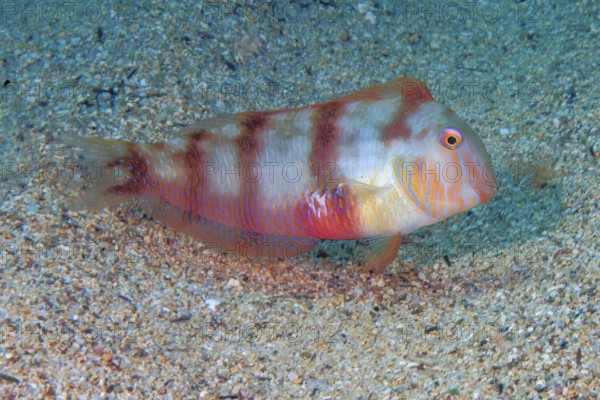 Cutter knifefish (Xyrichtys novacula) Mediterranean cutter knifefish, protogynous hermaphrodite, wrasse family, Eastern Atlantic, Fuerteventura, Canary Islands, Spain