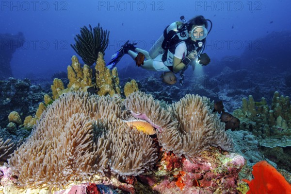 Underwater photo Diver observing symbiotic behaviour of orangeback white anemonefish (Amphiprion sandaracinos) Clownfish and sea anemone (Stichodactyla mertensii) living together in symbiosis, Indian Ocean, Andaman Sea, Thailand