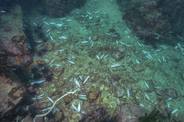 Dead fish at the bottom of the sea after using dynamite for illegal dynamite fishing, Indian Ocean