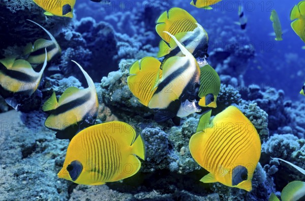 Underwater photo below Masked butterflyfish (Chaetodon semilarvatus) with black eye spot, behind it several specimens of Horned bannerfish (Heniochus intermedius), Red Sea, Egypt