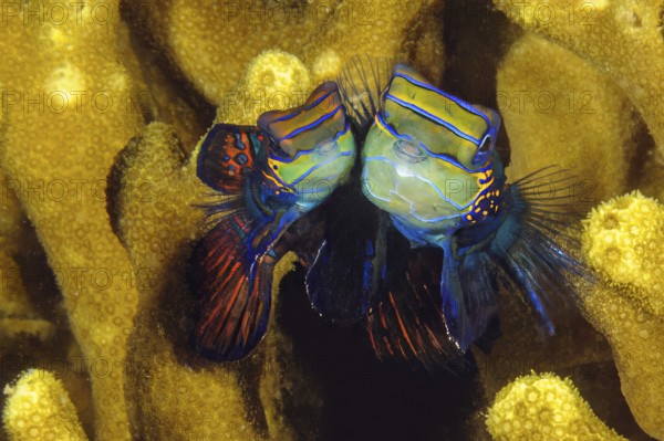 Underwater photo pair of mandarinfish (Synchiropus splendidus) left smaller female female animal, right larger male male animal, Pacific Ocean, Western Pacific