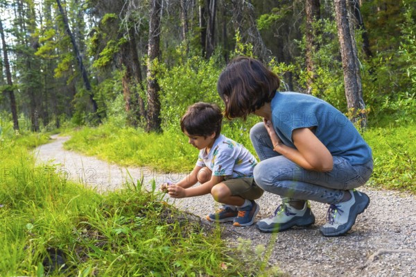 Mother and her son are crouching down, examining wildflowers along a gravel path in the lush forests of banff national park, enjoying a moment of connection with nature