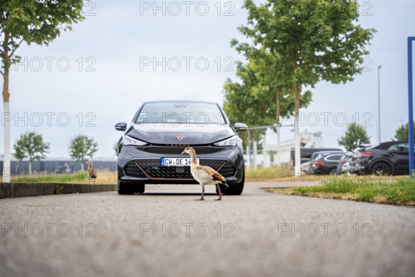 Black car on a road with a passing duck on a cloudy day, Deer E-Car Sharing, Cupra electric car, Böblingen, Germany
