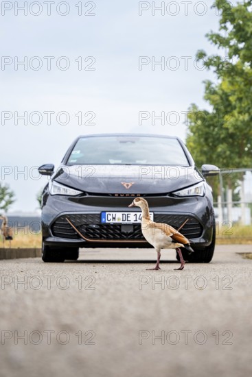 A car is parked on a road in front of which a bird crosses, Deer E-Car Sharing, Cupra electric car, Böblingen, Germany