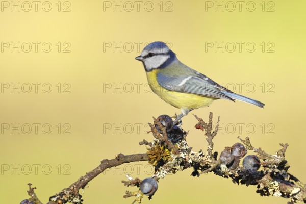 Blue tit (Parus caeruleus), sitting on a branch in a blackthorn bush, (Prunus spinosa), sloes, with ripe fruit, autumn, wildlife, animals, tit family, songbird, birds, Wilnsdorf, North Rhine-Westphalia, Germany