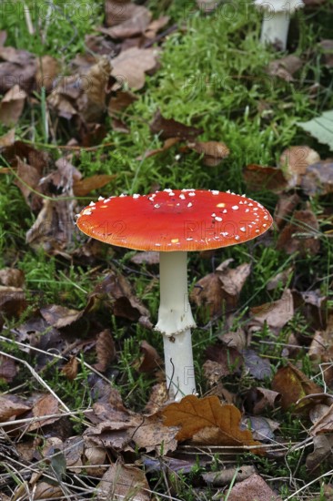 Red fly agaric (Amanita muscaria), fruiting body, in autumn leaves, close-up, Wilnsdorf, North Rhine-Westphalia, Germany