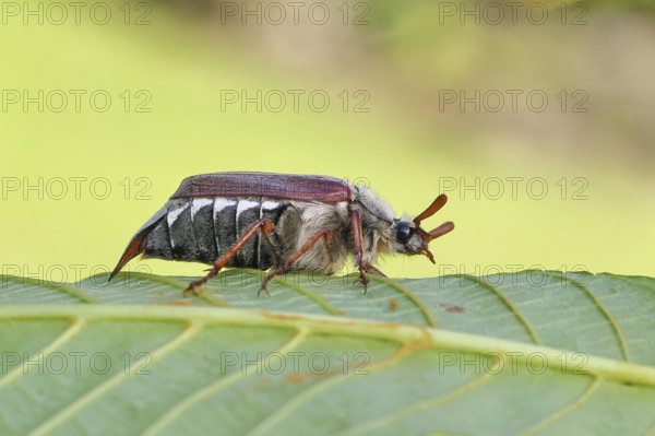 May beetle, wood cockchafer (Melolontha hippocastani), male, on leaf of a horse chestnut (Aesculus hippocastanum), close-up, Wilnsdorf, North Rhine-Westphalia, Germany