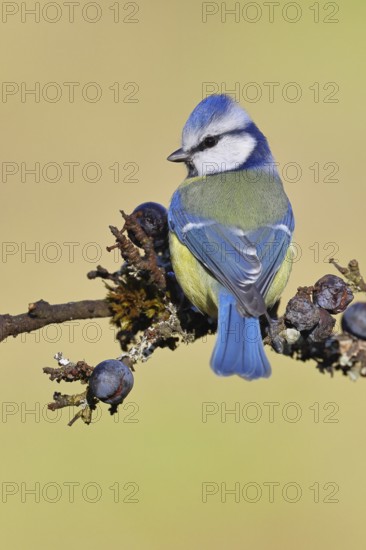 Blue tit (Parus caeruleus), sitting on a branch in a blackthorn bush, (Prunus spinosa), sloes, with ripe fruit, autumn, wildlife, animals, tit family, songbird, birds, Wilnsdorf, North Rhine-Westphalia, Germany