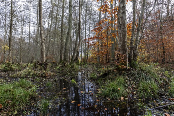 Moorland in the pristine Darßwald, autumn colors, Darß, Fischland-Darß-Zingst, Western Pomerania Lagoon Area National Park, Mecklenburg-Western Pomerania, Germany