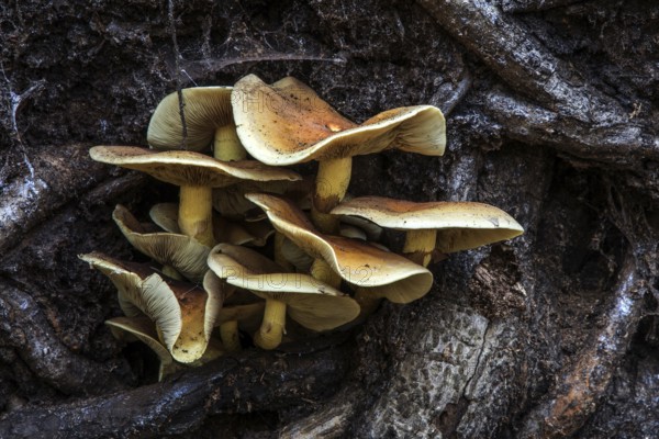 Mushrooms grow from the roots of a fallen tree, Darßwald, Darß, Fischland-Darß-Zingst, Western Pomerania Lagoon Area National Park, Mecklenburg-Western Pomerania, Germany