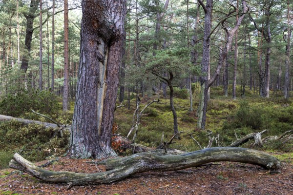 Pines (Pinus), pine forest, tree trunks, Darßwald, Fischland-Darß-Zingst, National Park Vorpommersche Boddenlandschaft, Mecklenburg-Vorpommern, Germany