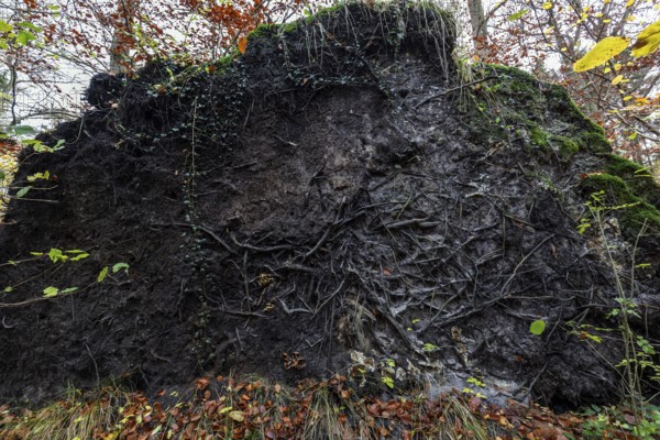 Roots of a fallen tree, Darßwald, Darß, Fischland-Darß-Zingst, Western Pomerania Lagoon Area National Park, Mecklenburg-Western Pomerania, Germany