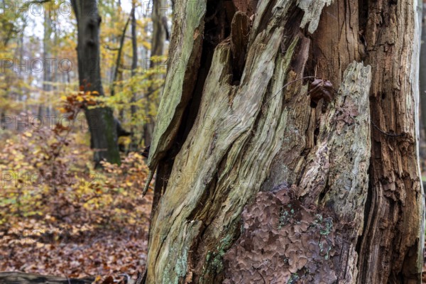 Rotten tree in autumn forest, Darßwald, Fischland-Darß-Zingst, Western Pomerania Lagoon Area National Park, Mecklenburg-Western Pomerania, Germany