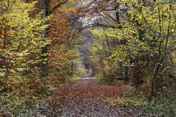 Trail through autumn forest, autumn-colored trees, Darßwald, Fischland-Darß-Zingst, Western Pomerania Lagoon Area National Park, Mecklenburg-Western Pomerania, Germany