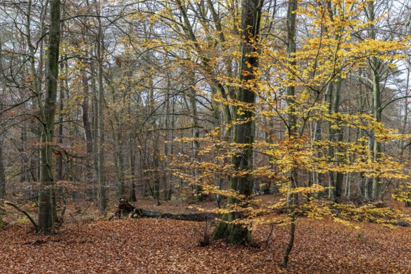 Autumn forest, autumn-colored leaves, Darßwald, Fischland-Darß-Zingst, Western Pomerania Lagoon Area National Park, Mecklenburg-Western Pomerania, Germany