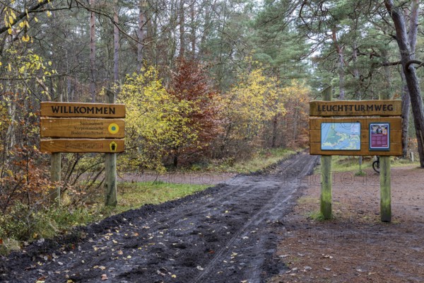 Trail with signs through autumn forest, autumn-colored leaves, Darßwald, Fischland-Darß-Zingst, Western Pomerania Lagoon Area National Park, Mecklenburg-Western Pomerania, Germany