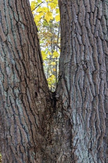 Tree trunk with furrowed bark, V-shaped, Darßwald, Darß, Fischland-Darß-Zingst, Western Pomerania Lagoon Area National Park, Mecklenburg-Western Pomerania, Germany