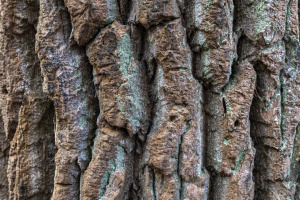 Tree trunk with furrowed bark, Darßwald, Darß, Fischland-Darß-Zingst, Western Pomerania Lagoon Area National Park, Mecklenburg-Western Pomerania, Germany