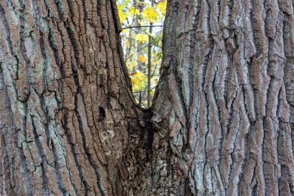 Tree trunk with furrowed bark, V-shaped, Darßwald, Darß, Fischland-Darß-Zingst, Western Pomerania Lagoon Area National Park, Mecklenburg-Western Pomerania, Germany