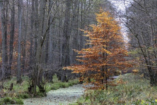 Autumnal tree, Darßwald, Fischland-Darß-Zingst, Western Pomerania Lagoon Area National Park, Mecklenburg-Western Pomerania, Germany