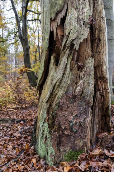 Rotten tree in autumn forest, Darßwald, Fischland-Darß-Zingst, Western Pomerania Lagoon Area National Park, Mecklenburg-Western Pomerania, Germany