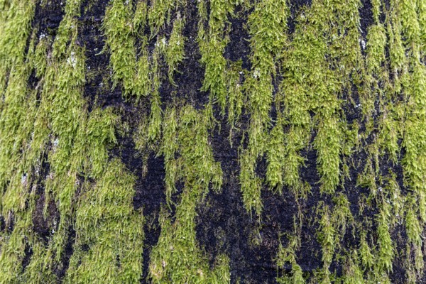 Moss-covered tree trunk, Darßwald, Fischland-Darß-Zingst, Western Pomerania Lagoon Area National Park, Mecklenburg-Western Pomerania, Germany