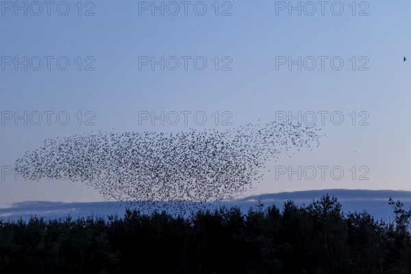 Flock of starlings (Sturnus vulgaris) directly above the roost, flock of birds, autumn migration, spring migration, bird migration, assembly point, flight formation, Germany