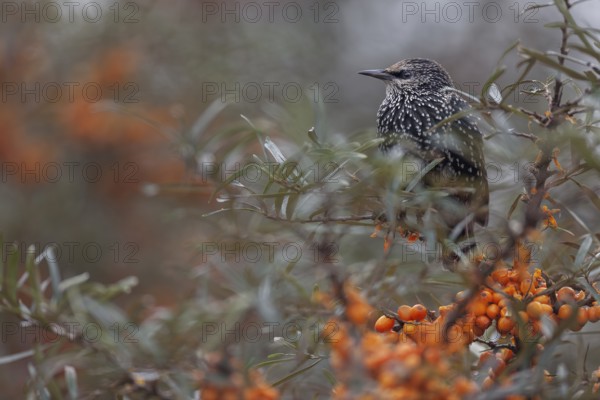 Starling (Sturnus vulgaris) adult bird resting among sea buckthorn (Hippophae rhamnoides), berries, fruit, Germany