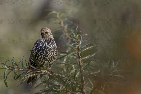 Starling (Sturnus vulgaris) adult bird in spotted winter dress, sea buckthorn, resting dress, Germany