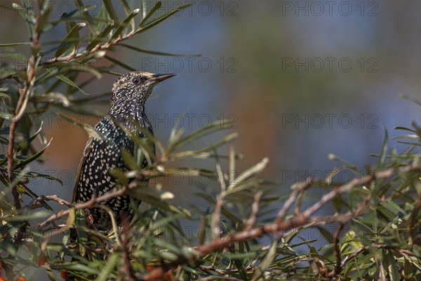 Starling (Sturnus vulgaris) this year's juvenile in a sea buckthorn bush (Hippophae rhamnoides), berries, fruit, Germany