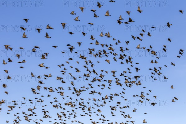 A flock of starlings (Sturnus vulgaris) flies parallel to the North Sea dyke in search of a good feeding place, foraging, flock of birds, bird migration, Germany