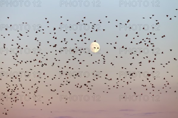 Starlings (Sturnus vulgaris) fly to roost in front of the moon, flock of birds, bird migration, assembly point, Germany