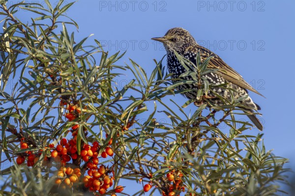 Starling (Sturnus vulgaris) in resting dress looks tensely out of a sea buckthorn bush (Hippophae rhamnoides), berries, fruits, Germany