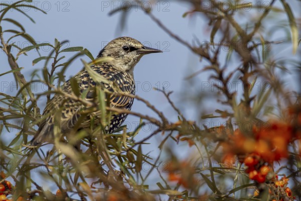 Starling (Sturnus vulgaris) this year's young bird looking tensely out of a sea buckthorn bush (Hippophae rhamnoides), berries, fruit, Germany