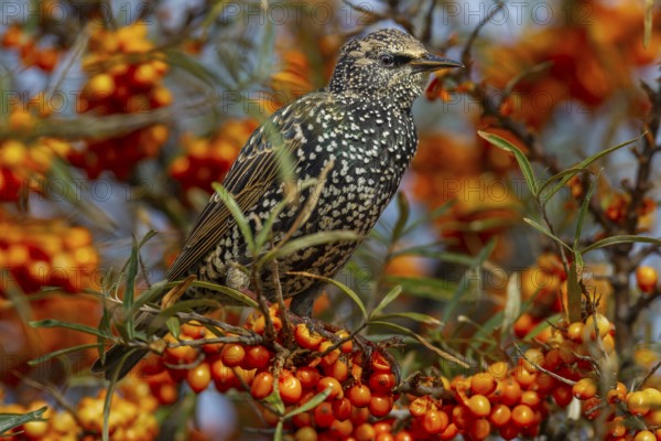 Starling (Sturnus vulgaris) this year's juvenile between ripe sea buckthorn berries (Hippophae rhamnoides), juvenile plumage, berries, fruits, Germany